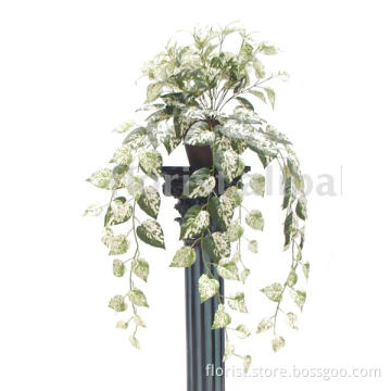 Marble Pothos Philo Bush